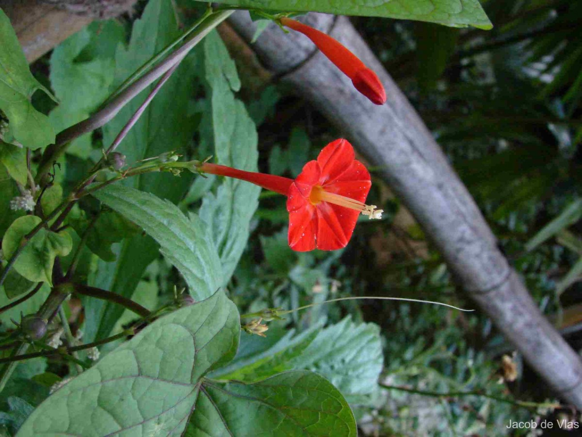 Ipomoea hederifolia L.